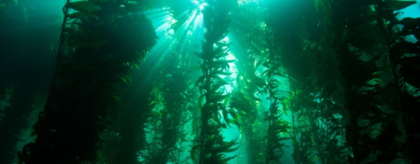 kelp-forest.jpg